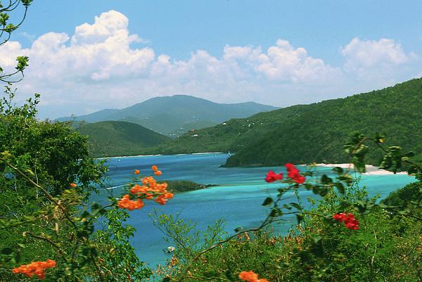 Flowers in Paradise Photograph